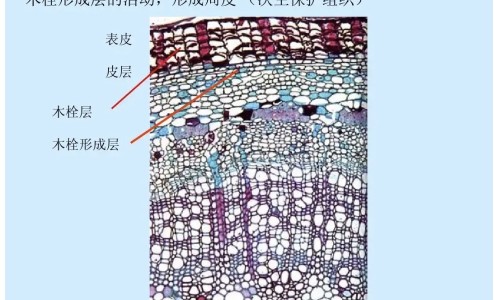 吃苦瓜有什么营养、苦瓜吃对身体有什么好处 -夏季多吃苦瓜有什么功效网